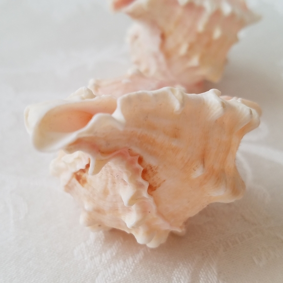 Natural Sea Shells - Picture 14 of 15